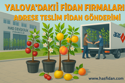 Yalova’daki Fidan Firmaları Arasında Öne Çıkan Hizmet: Has Cevizcilik Fidancılık’tan Adrese Teslim Fidan Gönderimi