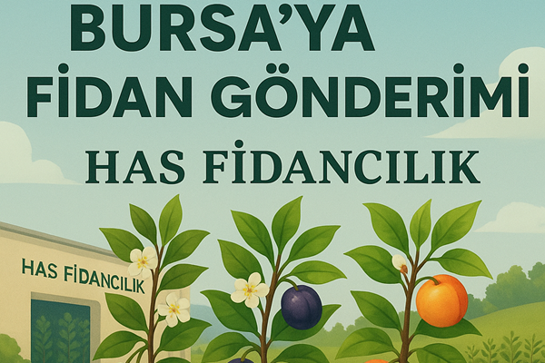 Bursa’daki Fidan Firmaları Arasında Fark Yaratan Hizmet: Has Cevizcilik Fidancılık’tan Adrese Teslim Fidan Gönderimi