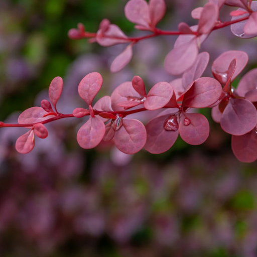 ROKET BERBERİS FİDANI