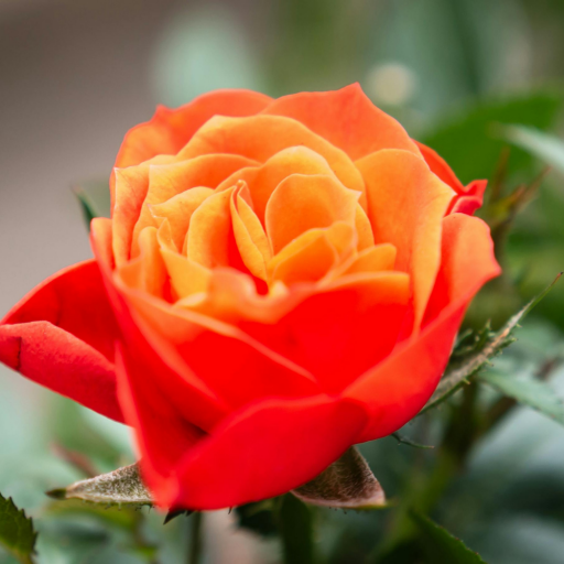 MİNYATÜR PORTAKAL GÜL FİDANI