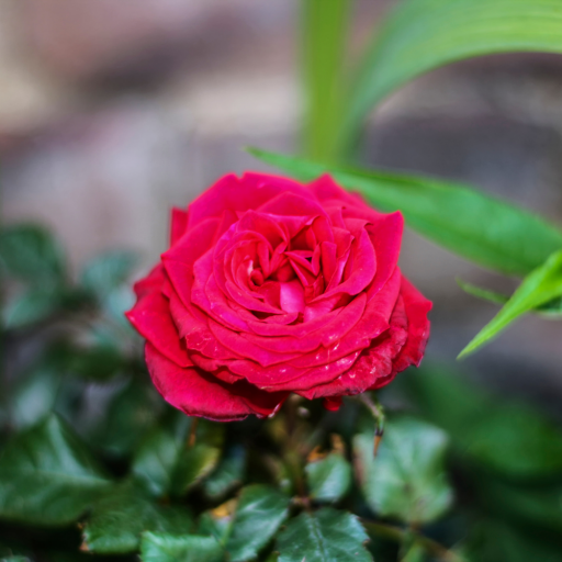 KIRMIZI GÜL FİDANI