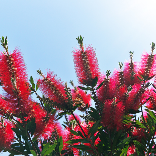 FIRÇA ÇİÇEĞİ FİDANI