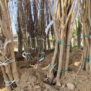 AÇIK KÖKLÜ MEYVE FİDANLARI