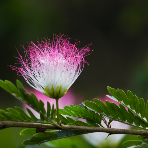 GÜLİBRİŞİM AĞACI