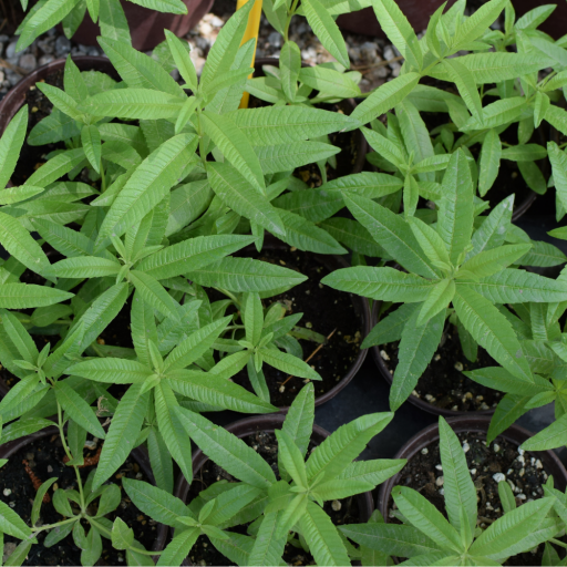 LİMON OTU MELİSA FİDANI