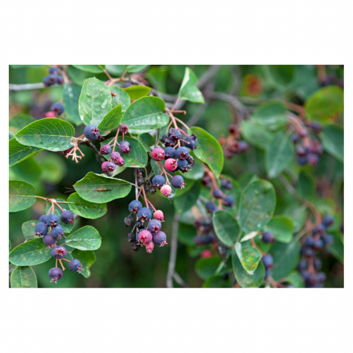 SASKATOON BERRY FİDANI