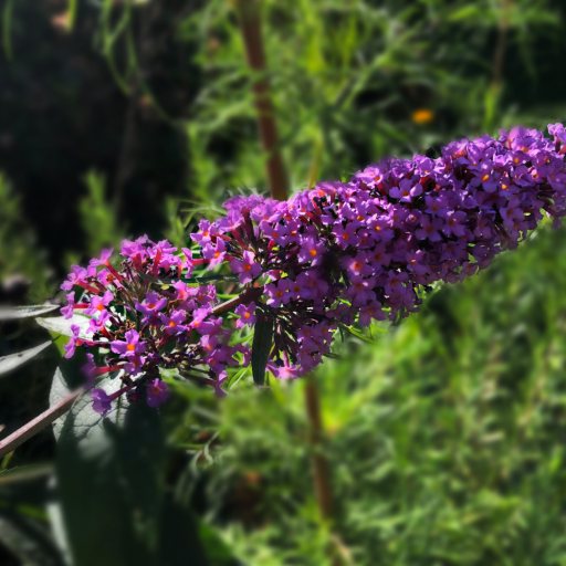 KELEBEK ÇALISI FİDANI