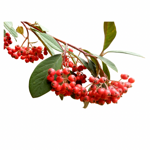 DAĞ MUŞMULASI FİDANI