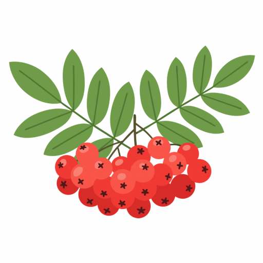 GÜZ YEMİŞİ FİDANI