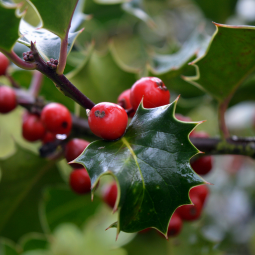 ÇOBAN PÜSKÜLÜ FİDANI