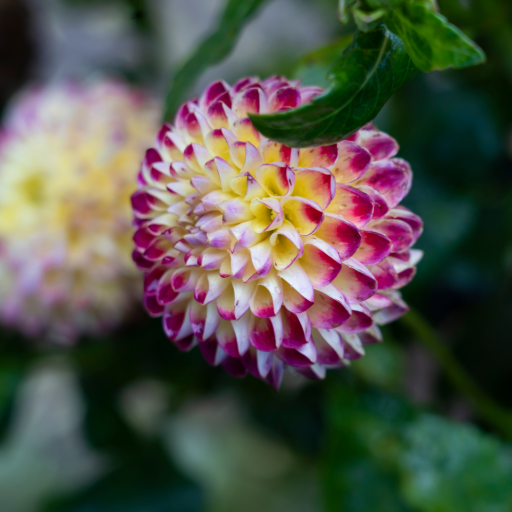 ATLANTİK YILDIZI PHYSOCARPUS FİDANI