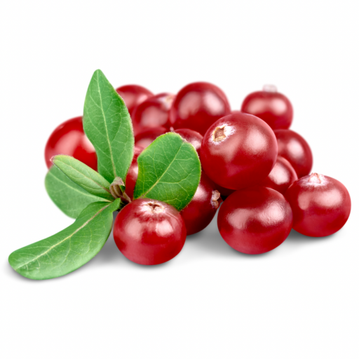 TURNA YEMİŞİ FİDANI