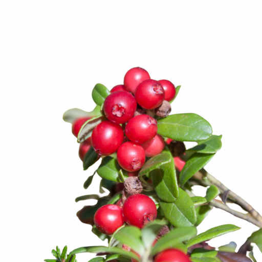 KEKREYEMİŞ FİDANI