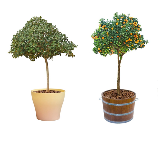 4 YAŞ SAKSILI MEYVE FİDANLARI