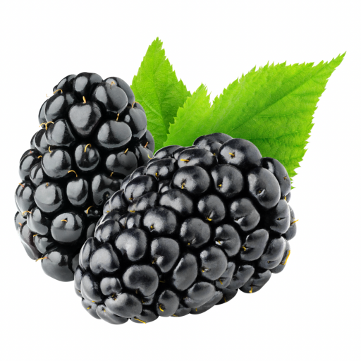 BÖĞÜRTLEN FİDANI