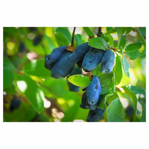 BAL YEMİŞİ FİDANI