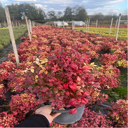 NADİR TÜRLER VE TOPRAKLAR