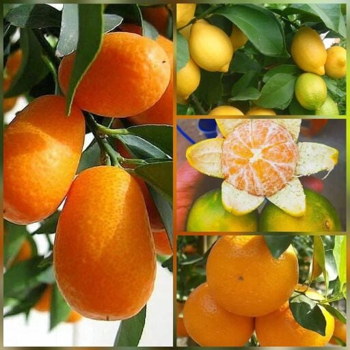 NARENCİYE FİDANLARI