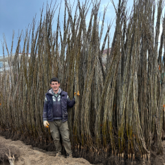 CHANDLER CEVİZ FİDANI