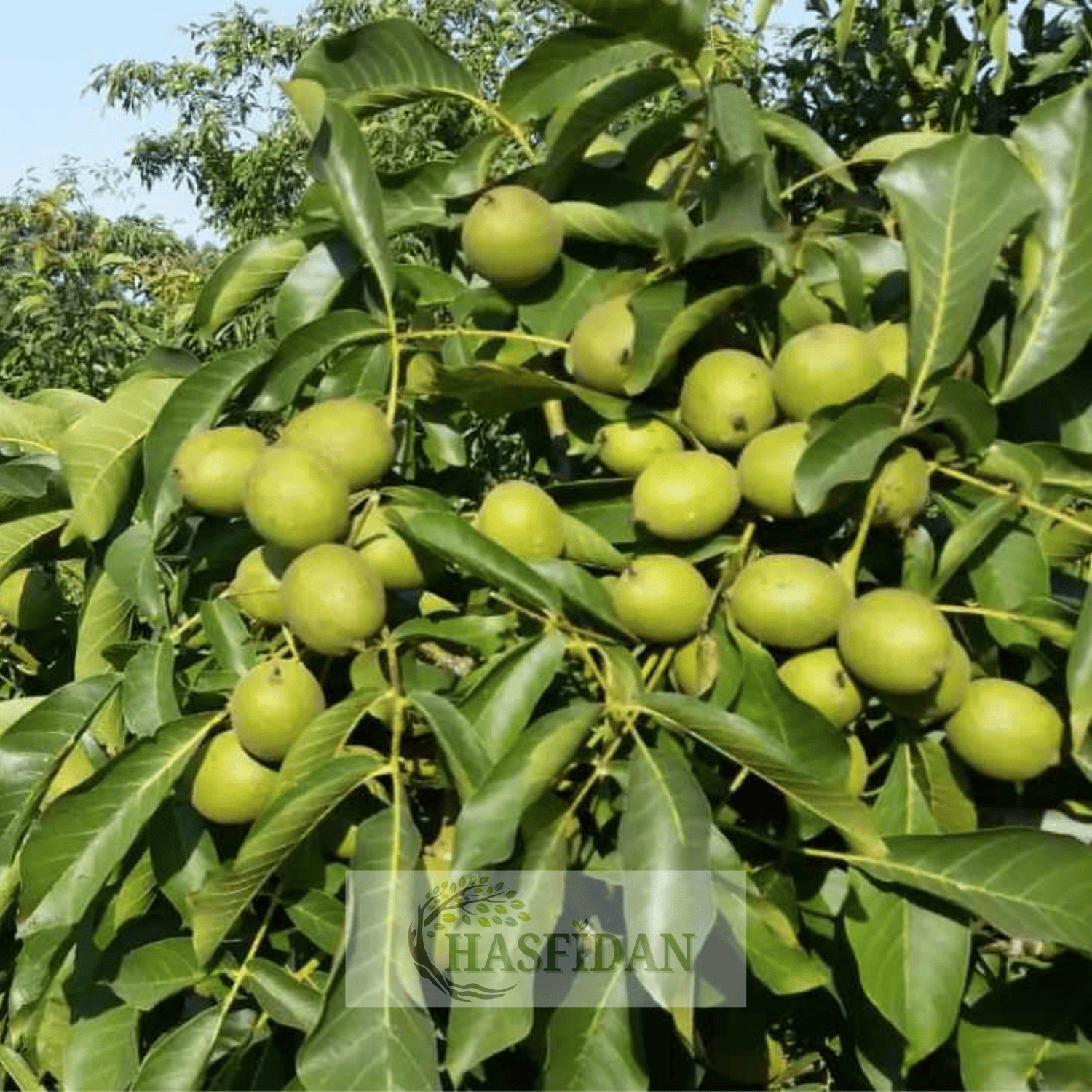 Chandler Ceviz Fidanı Köklü-Sertifikalı