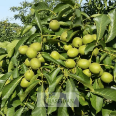 Chandler Ceviz Fidanı Köklü-Sertifikalı