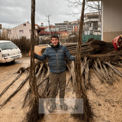 Chandler Ceviz Fidanı Köklü-Sertifikalı