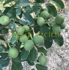 CHANDLER CEVİZ FİDANI