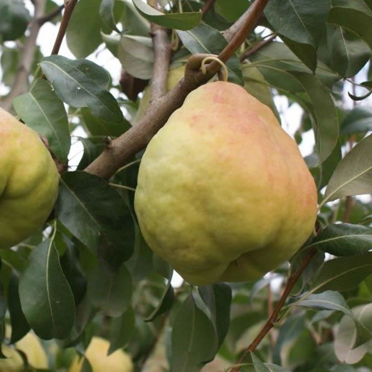 DEVECİ ARMUT FİDANI