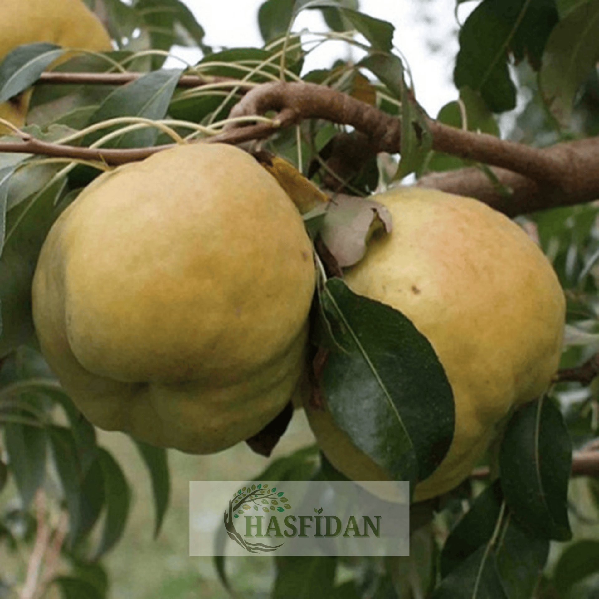 Deveci Armut Fidanı Köklü-3 Yaş