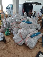 Starking Kırmızı Elma Fidanı Köklü-3 Yaş