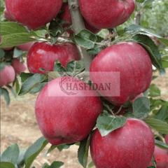 Starking Kırmızı Elma Fidanı Köklü-3 Yaş