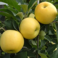 Golden ELMA FİDANI