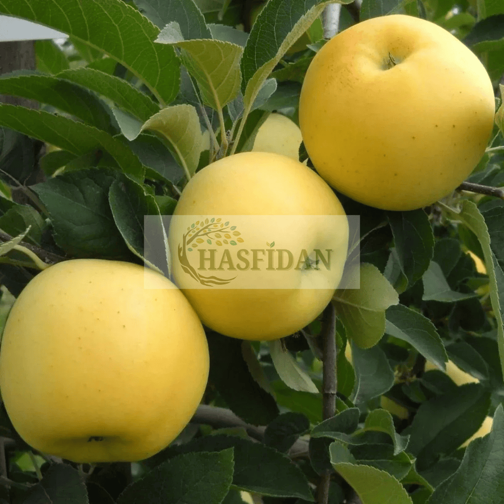 Golden Elma Fidanı Köklü-3 Yaş