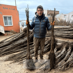 Fernor Ceviz Fidanı Köklü-Sertifikalı