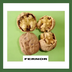 FERNOR CEVİZ FİDANI