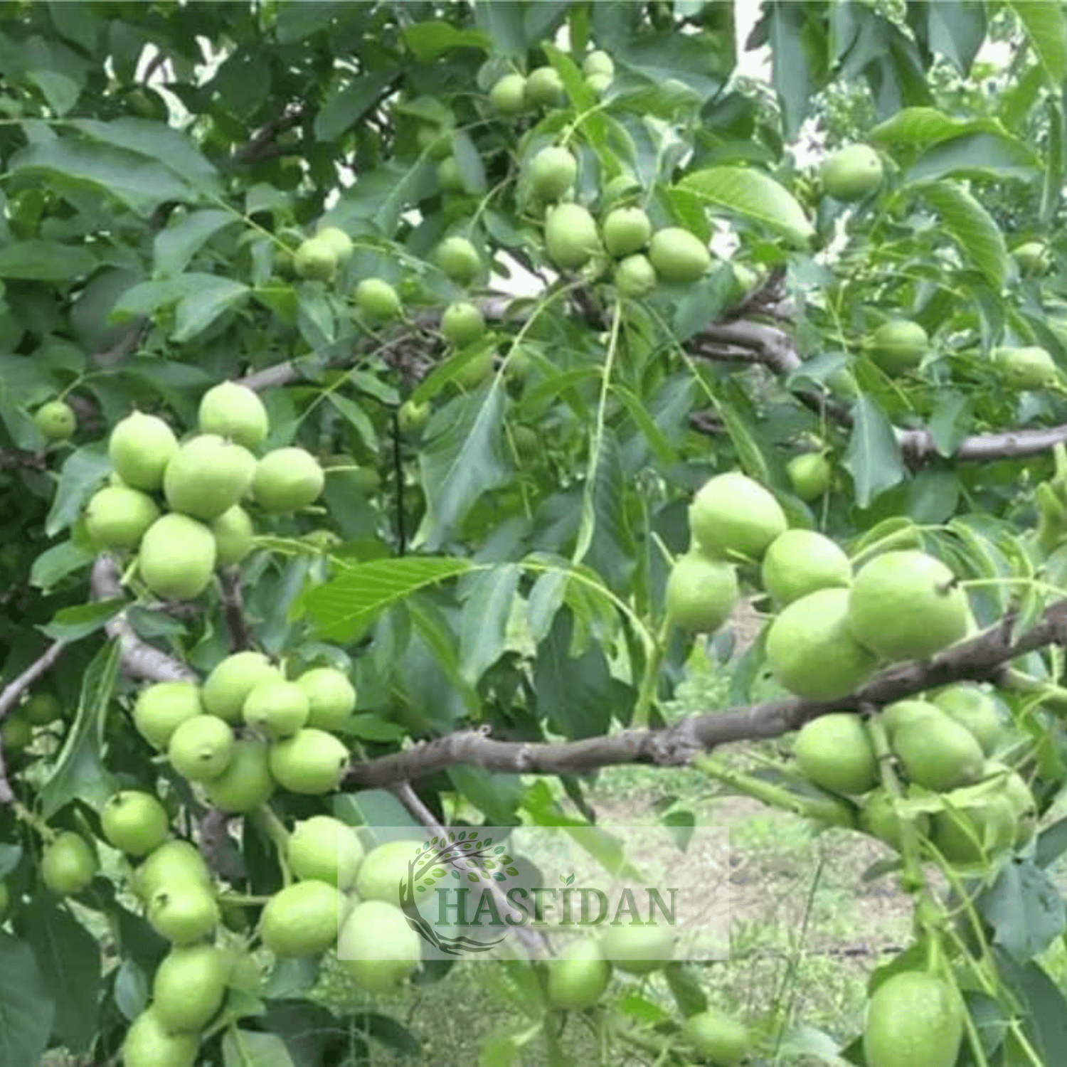 Fernor Ceviz Fidanı Köklü-Sertifikalı