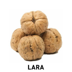 LARA CEVİZ FİDANI