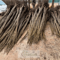 Lara Ceviz Fidanı Köklü-Sertifikalı