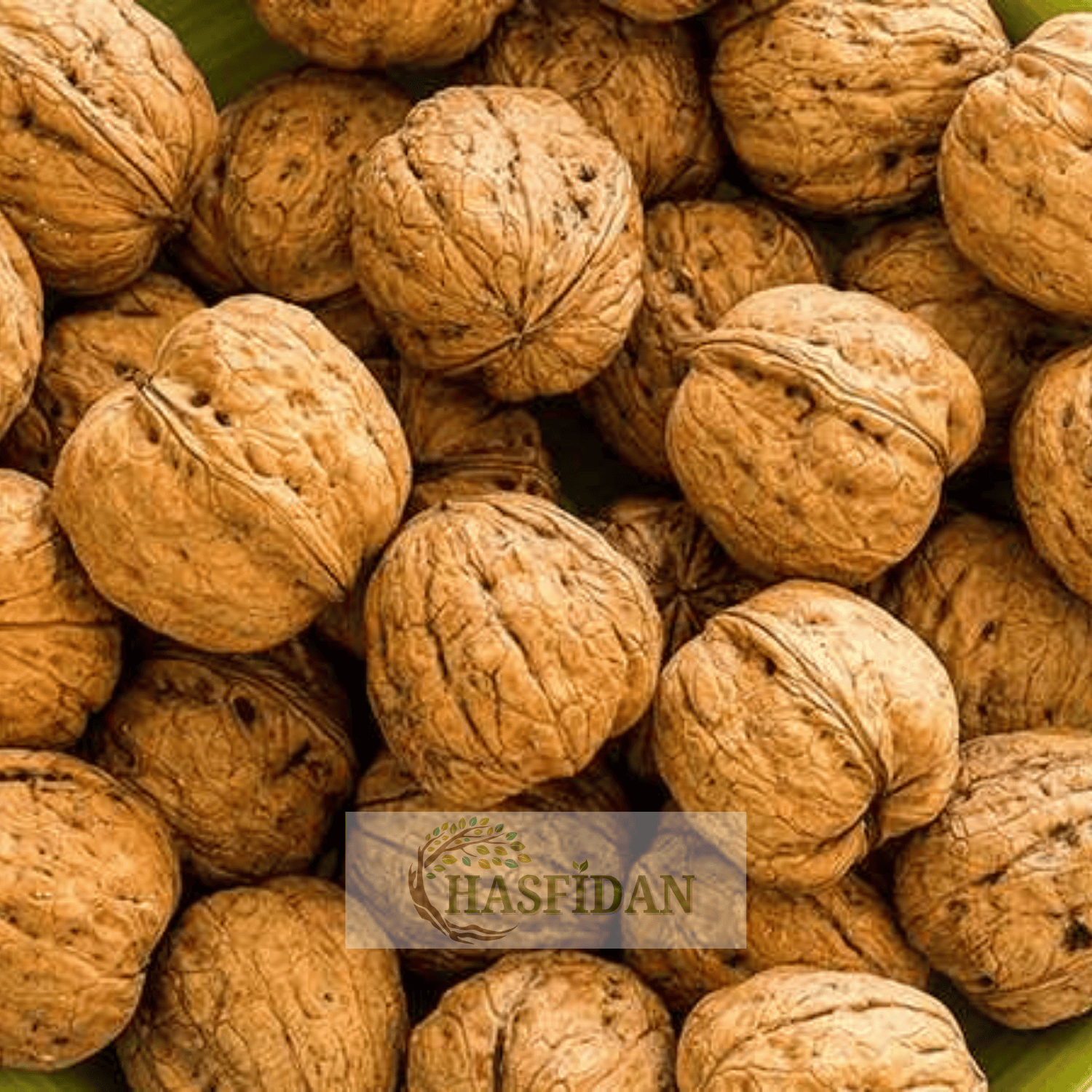 Lara Ceviz Fidanı Köklü-Sertifikalı