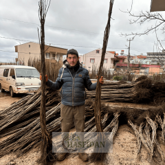 Tülare Ceviz Fidanı Köklü-Sertifikalı