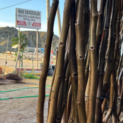 Tülare Ceviz Fidanı Köklü-Sertifikalı