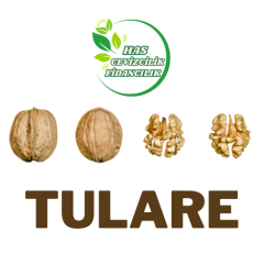TÜLARE CEVİZ FİDANI