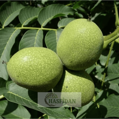 Howard Ceviz Fidanı Köklü-Sertifikalı