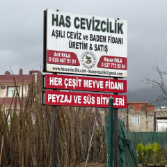 Howard Ceviz Fidanı Köklü-Sertifikalı