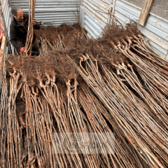 Fernette Ceviz Fidanı Köklü-Sertifikalı