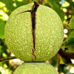 FERNETTE CEVİZ FİDANI