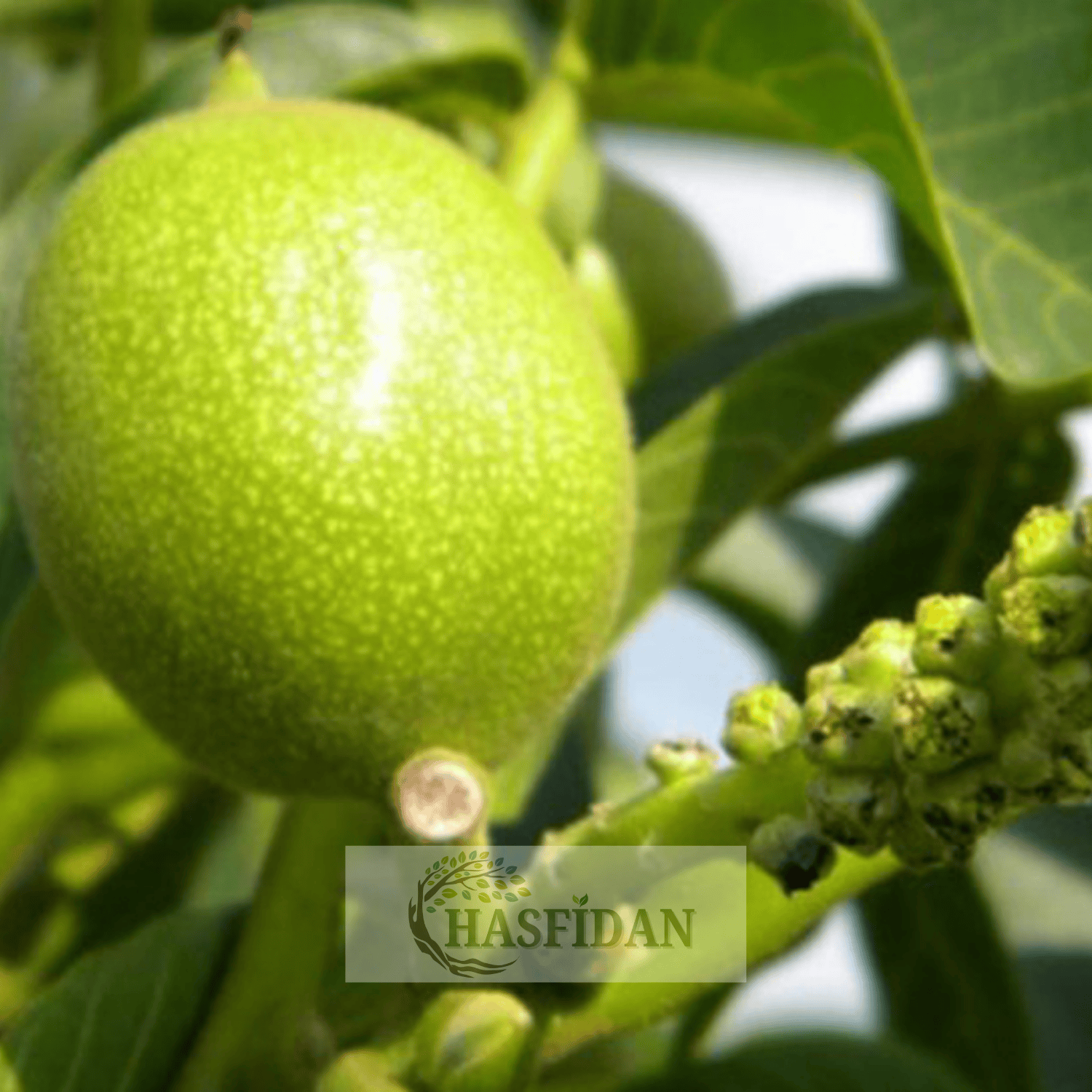 Fernette Ceviz Fidanı Köklü-Sertifikalı