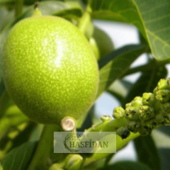 Fernette Ceviz Fidanı Köklü-Sertifikalı