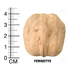 FERNETTE CEVİZ FİDANI