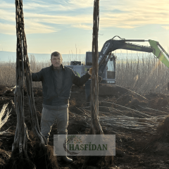 Fernette Ceviz Fidanı Köklü-Sertifikalı